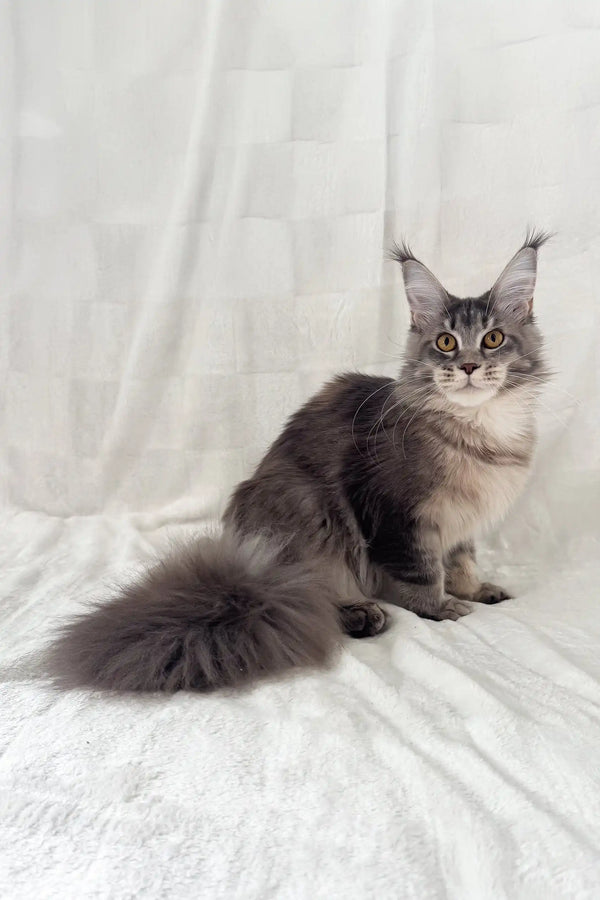 Akebia | maine coon kitten