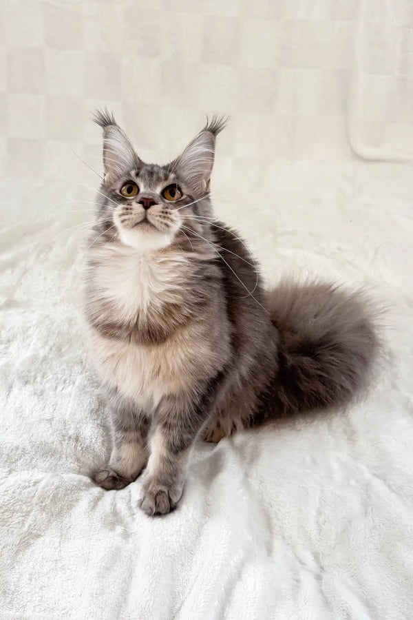 Akebia | maine coon kitten