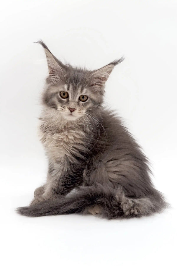 Adorable Gray Maine Coon kitten from Akebia ready to join your family