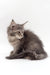 Gray fluffy kitten from Akebia Maine Coon Kitten collection, super cute and playful