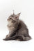 Gray fluffy Maine Coon kitten with tufted ears for Akebia product showcase