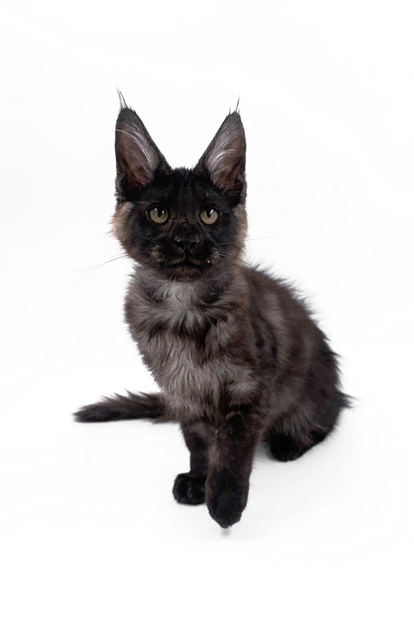 Black Maine Coon kitten with fluffy fur and ear tufts, perfect for any cat lover!