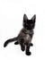 Black and white Maine Coon kitten with fluffy fur and big ears, perfect for any Coon lover