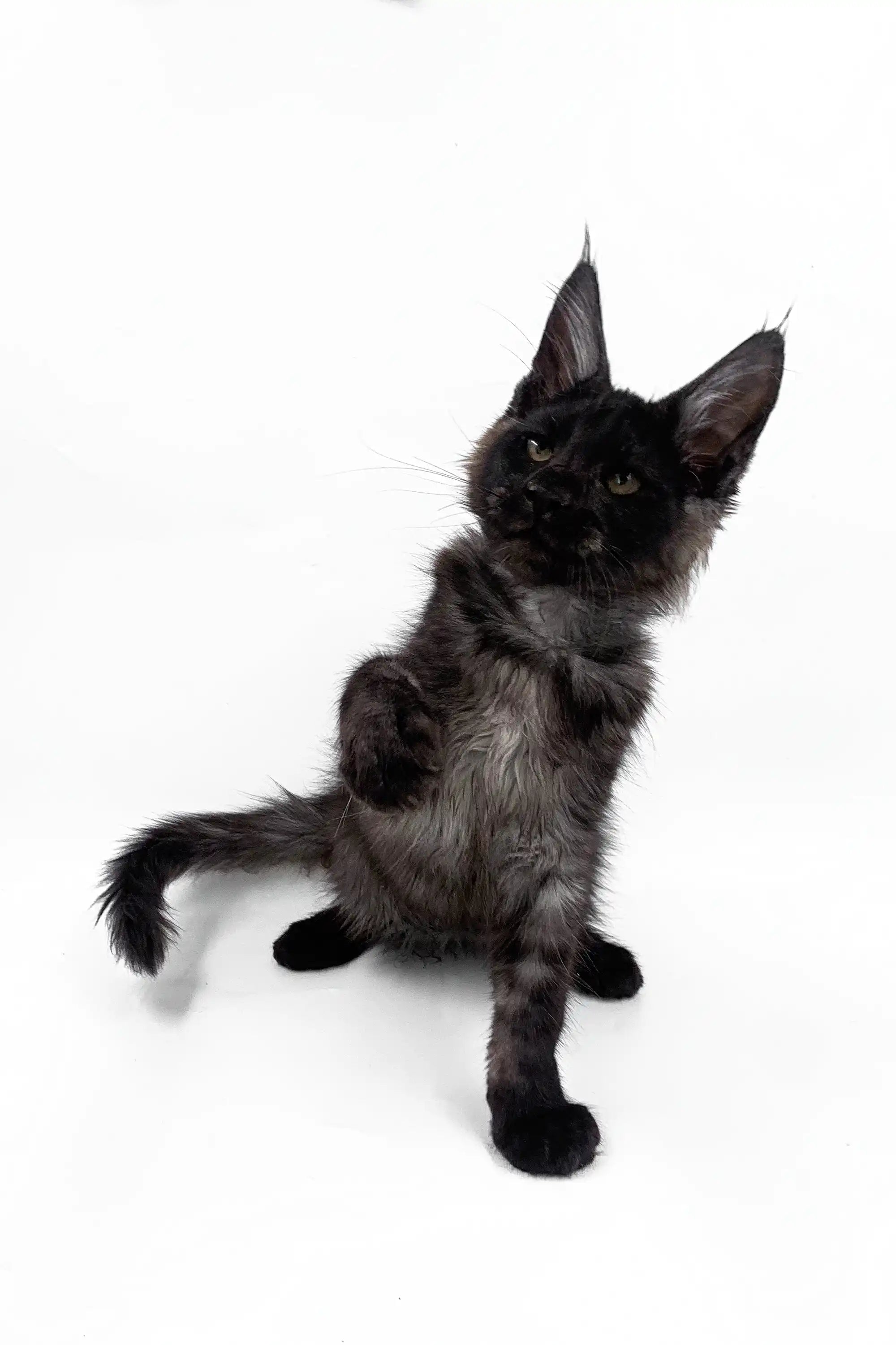 Maine Coon Kittens for Sale Akon | Kitten