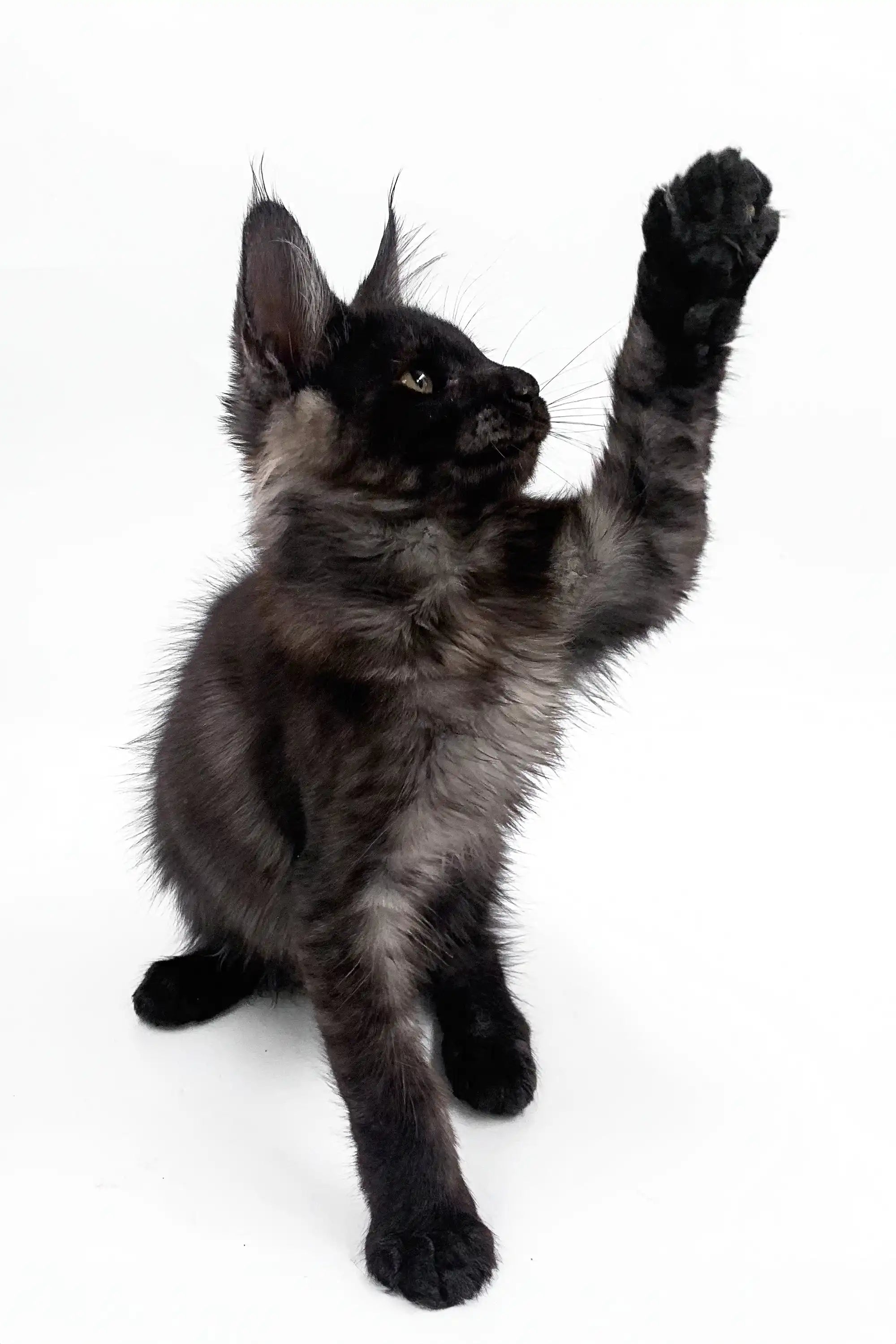 Maine Coon Kittens for Sale Akon | Kitten