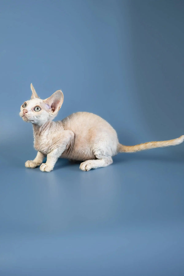Hairless Devon Rex kitten with big ears and blue eyes lounging on a simple surface