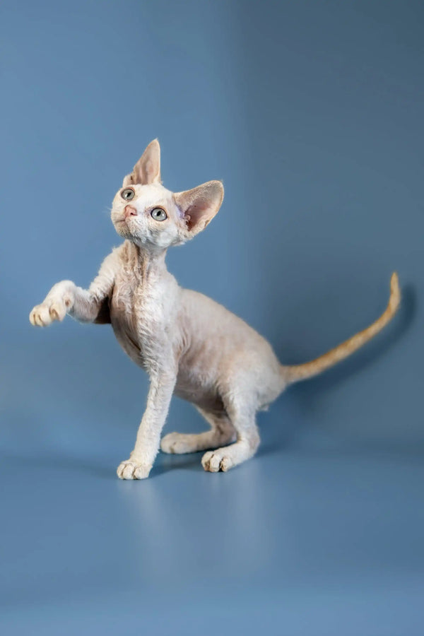 Adorable Hairless Devon Rex Kitten with big ears standing on hind legs