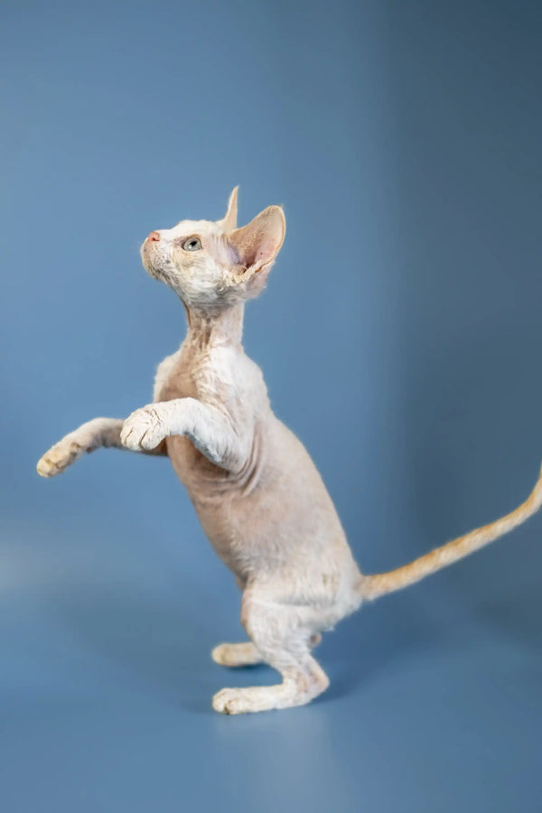 Hairless Devon Rex kitten standing on hind legs with front paws raised in play