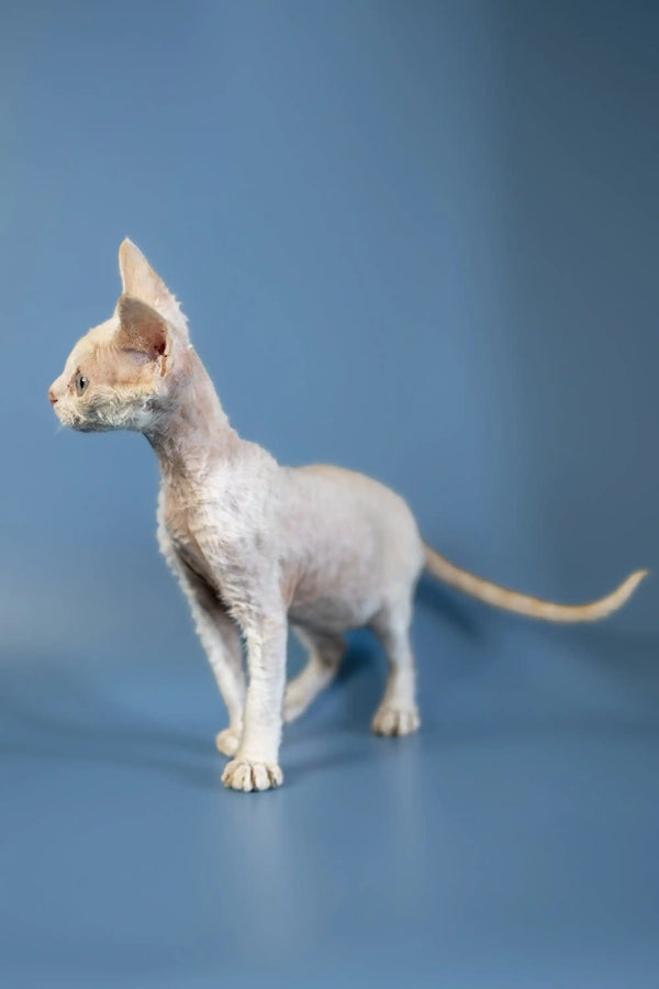 Hairless Devon Rex kitten with big ears standing on a shiny surface