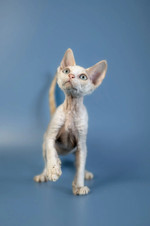 Hairless Devon Rex kitten named Alan with large ears and blue eyes looking up