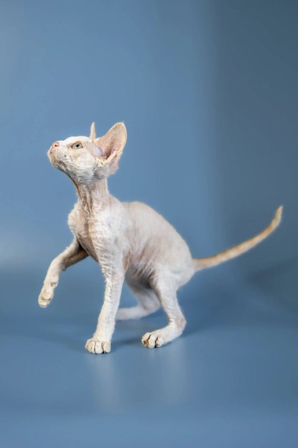 Hairless Sphynx kitten on hind legs, perfect for a Devon Rex kitten lover