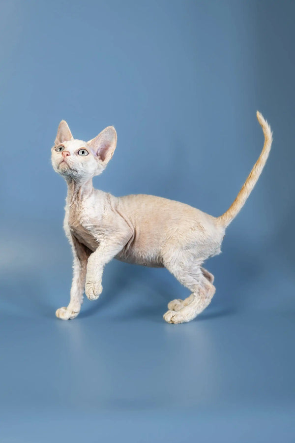 Alert Devon Rex kitten with wrinkled skin and large ears ready for fun