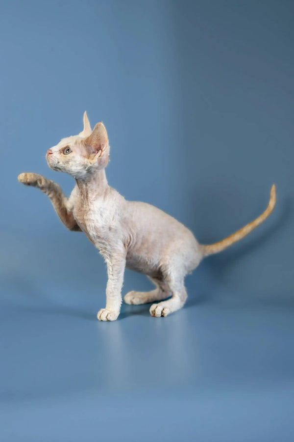 Hairless Devon Rex Kitten with wrinkled skin standing on hind legs, paw raised