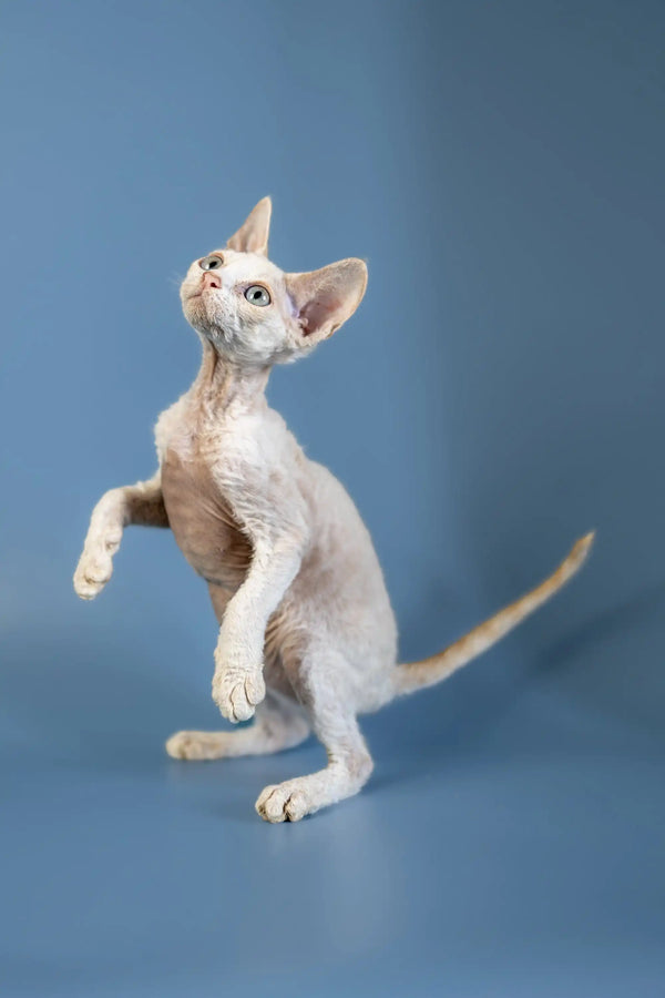 Hairless Devon Rex Kitten standing on hind legs with one paw raised, looking playful