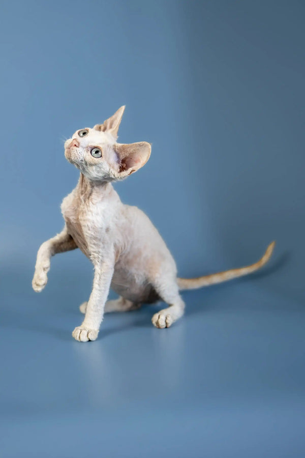 Hairless Devon Rex kitten Alan with wrinkled skin and large ears sitting upright