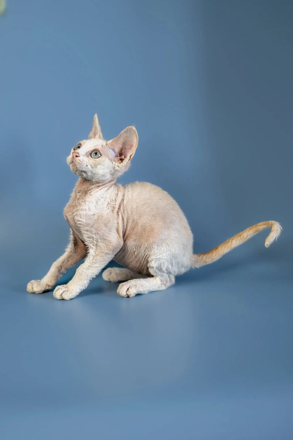 Hairless Sphynx cat with alert expression next to a playful Devon Rex kitten