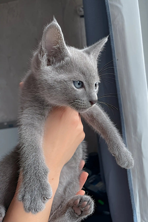 Alan | russian blue kitten