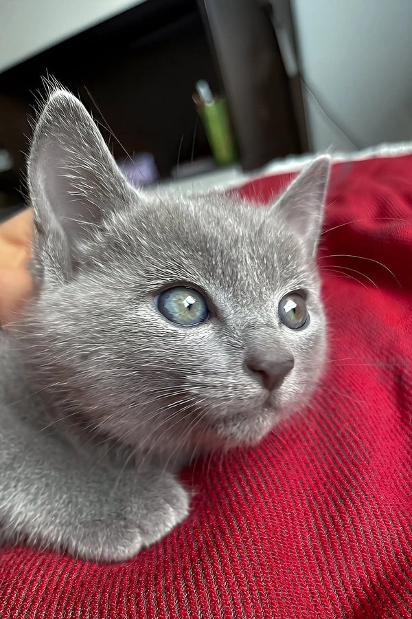 Alan | russian blue kitten