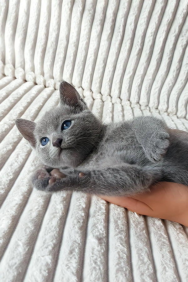Alan | russian blue kitten