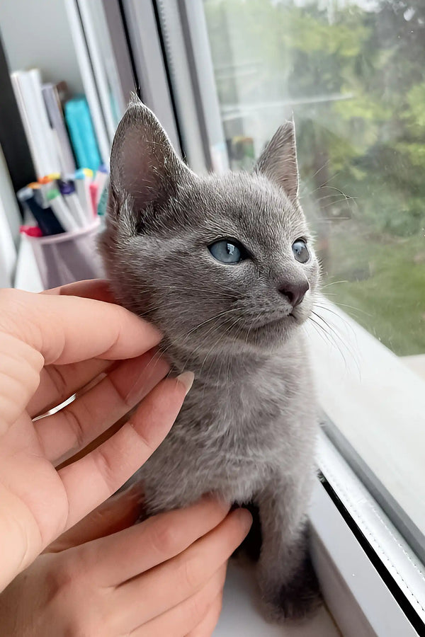 Alan | russian blue kitten