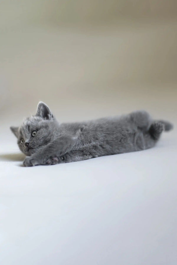 Gray kitten Alan the Scottish Straight chillin’ on its back, looking super cute