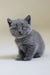 Gray Scottish Straight kitten named Alan with a cute round face and playful eyes