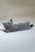 Gray kitten named Alan from Scottish Straight, chillin’ on its back