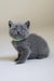 Gray kitten with a beaded collar from the Alan Scottish Straight Kitten collection