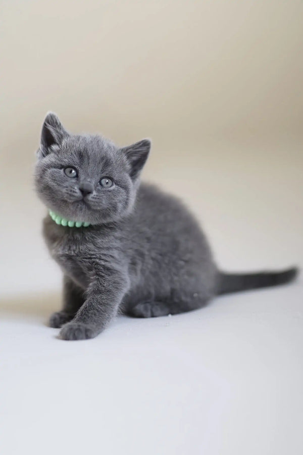 Gray kitten with green collar, Alan the Scottish Straight Kitten looks adorable