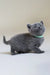 Cute gray kitten in a green collar from the Alan Scottish Straight Kitten product