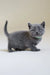 Gray kitten sporting a green collar from the Alan Scottish Straight Kitten line