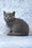 Alana | Russian Blue Kitten