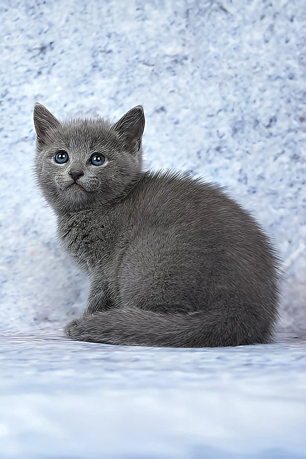 Alana | russian blue kitten