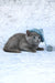 Alana | russian blue kitten