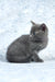 Alana | russian blue kitten