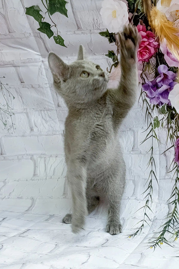 Alana | russian blue kitten