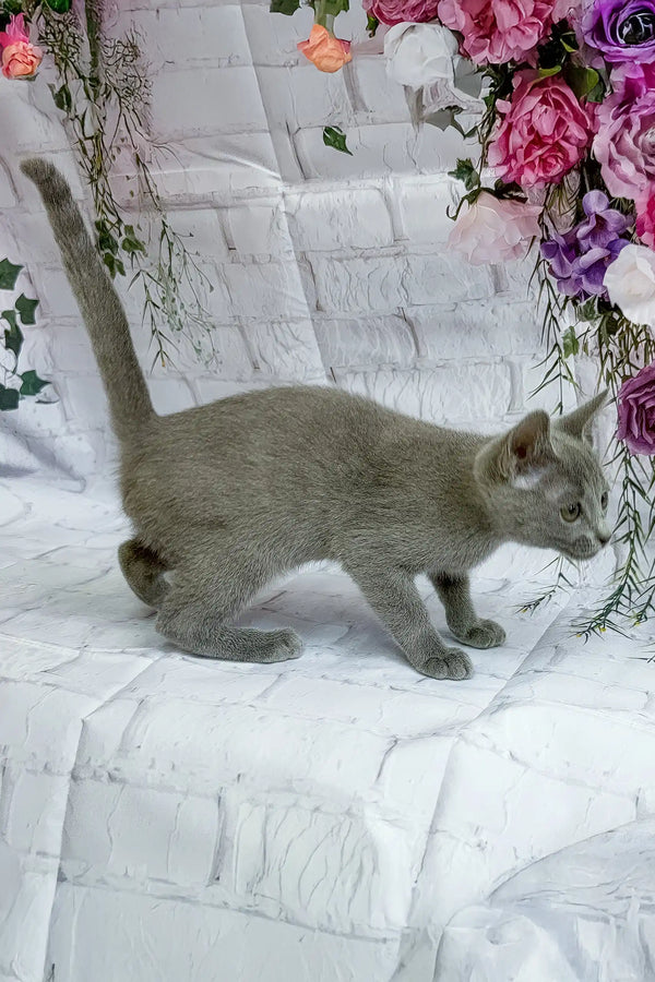 Alana | russian blue kitten