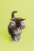 Fluffy gray and white Maine Coon kitten with an upright tail, perfect male Maine Coon