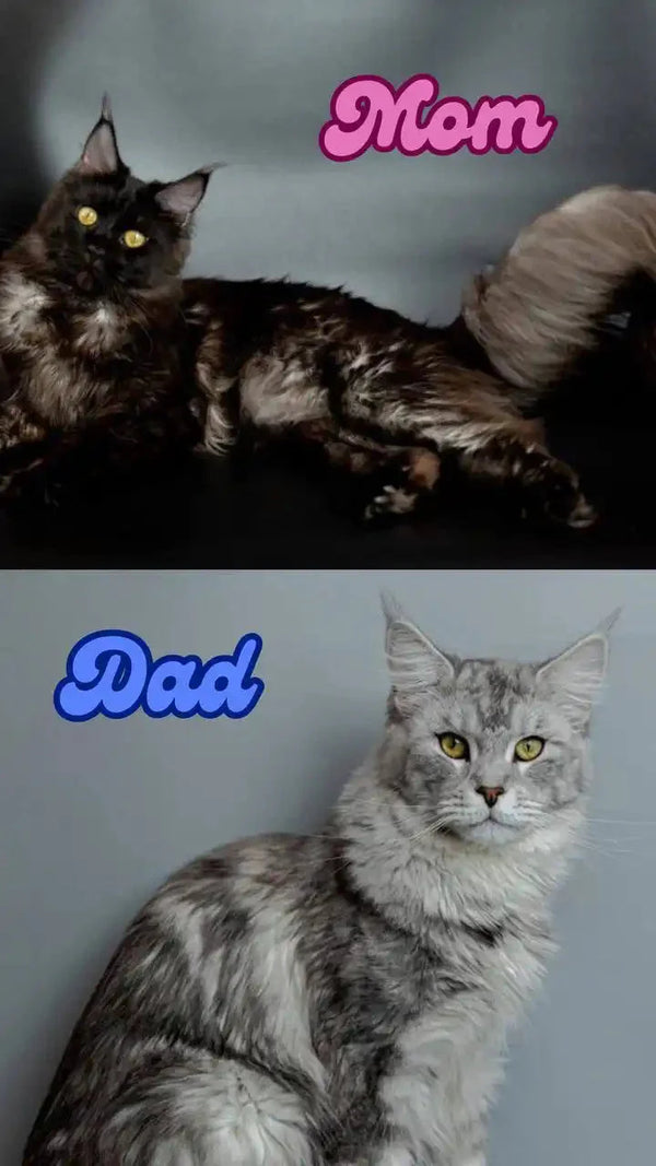 Comparison of two Maine Coons labeled Mom and Dad showcasing male Maine Coon traits