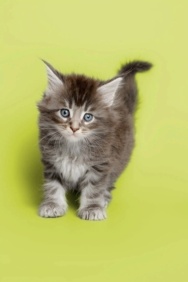 Fluffy gray and white Maine Coon kitten with bright eyes, perfect for cozy cuddles