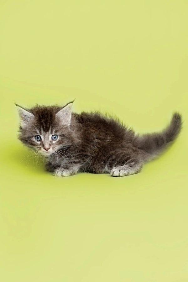 Gray and white fluffy Maine Coon kitten with bright eyes named Albert
