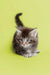 Fluffy gray Maine Coon kitten with tail up, showcasing its playful personality