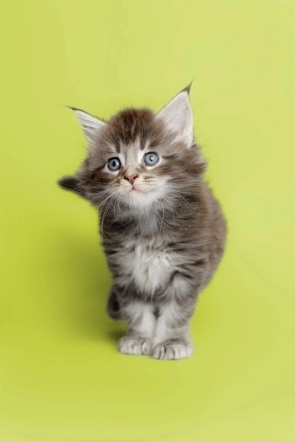 Fluffy gray and white Maine Coon kitten with bright blue eyes. Perfect male Maine Coon!