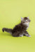 Fluffy gray tabby Maine Coon kitten, tail extended, showcasing its cute personality