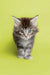 Fluffy male Maine Coon kitten with wide eyes and pointed ears, perfect for cuddles