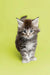 Fluffy gray and white Maine Coon kitten with alert eyes and perky ears