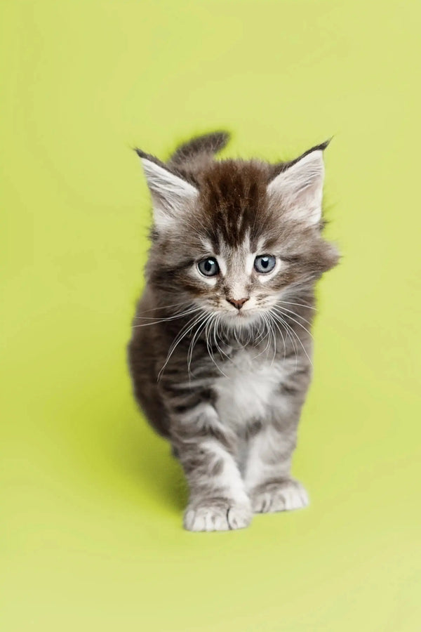 Fluffy gray and white Maine Coon kitten with alert eyes and perky ears