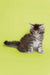 Fluffy gray and white Maine Coon kitten with extended tail for the Albert product