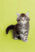 Fluffy gray and white Maine Coon kitten with bright blue eyes, perfect for cat lovers