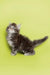 Fluffy gray and white Maine Coon kitten named Albert standing against a bright background